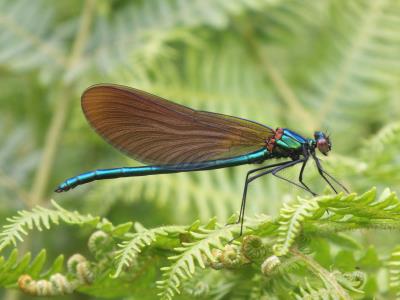 429 BROADWING DAMSEL FLY.jpg